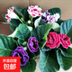 重瓣大岩桐盆栽带花苞富贵芙蓉花阳台客厅办公室绿植开花好养易活 4盆4色