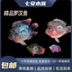 元宝罗汉鱼苗十八罗汉鱼热带观赏鱼活体麒麟罗汉鱼群养热带观赏鱼 5-7cm麒麟罗汉鱼