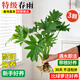 蓝桂圆春羽水培植物 客厅阳台观叶绿植 大叶片高颜值 裸根3棵源头直发