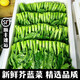 新鲜芥兰菜5斤脆嫩绿叶甘蓝广东小芥蓝当季现摘农家时令蔬菜包邮 3斤芥兰   顺丰【送货上门】
