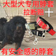 CLCEY藏獒犬专用双排加厚颈圈脖套宠物项圈大狗脖圈狗炼不锈钢8字转环 红色普通 M-中型30一70斤狗