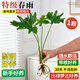 蓝桂圆春羽水培植物 客厅阳台绿植大叶片高颜值 40-45CM裸根1棵源头直发