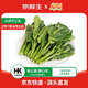 京鲜生&东升供港芥兰苗250g芥蓝 新鲜采摘炒菜火锅食材 广东源头直发