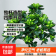独杆棒棒糖栀子花盆栽四季植物阳台花卉开花绿植带花苞老桩大树苗 【推荐款】独杆大叶40-55高（当年开花）+肥无盆