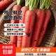 带泥水果胡萝卜红心胡萝卜红萝卜新鲜现挖基地直发 带泥红萝卜9斤装