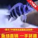 莘缤伊巴卡进口三湖慈雕坦鲷布隆迪六间活体鹅头六间伊巴卡热带观赏鱼 品质保障-伊巴卡六间鱼 12-14cm【渔场直销】