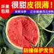 鲜级佳安徽正宗美都麒麟无籽西瓜整箱产地直发 多地次日达 应季水果 精选美都西瓜 净重 5-7斤 1个装