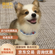 南啵丸混血柯基犬幼崽威尔士柯基双色三色杂交宠物狗黄白色柯基狗狗活体 混血级 田园混血柯基+狗粮+狗笼+包邮 公