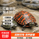 火焰龟活物小乌龟红腹宽纹火焰龟苗深水观赏龟宠物龟招财龟 2-3厘米火焰龟苗 2只情侣+龟粮