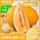 京地达山东黄金哈密瓜恐龙蛋蜜瓜 净重4.5-5.5斤单果1000g+源头直发包邮