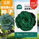 北蔬乌塌菜种子苗冬寒菜耐寒黑菜夏秋蔬菜种籽 油亮黑心乌种子20g