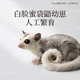 澳洲蜜袋鼯活体蜜袋鼬活物幼崽白脸马赛克宝宝网红小宠物飞鼠袋鼠 白脸蜜 妹妹