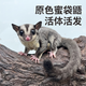 澳洲蜜袋鼯活体蜜袋鼬活物幼崽白脸马赛克宝宝网红小宠物飞鼠袋鼠 原色奶蜜（25-35天） 弟弟