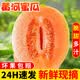 探味君 正宗黄河蜜瓜 新鲜水果甜瓜应当季时令脆香甜沙漠黄金哈密瓜民勤 净重4.5-5斤 【超值装】头茬现摘