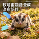 澳洲蜜袋鼯活体蜜袋鼬活物幼崽白脸马赛克宝宝网红小宠物飞鼠袋鼠 亚成蜜（4个月以上） 弟弟