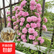 【缠枝牡丹】粉色重瓣缠枝牡丹花卉爬藤植物地栽盆栽耐寒好养无刺 花芽20棵【不含盆土】+肥料