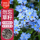 寿禾勿忘我种子苗家庭盆栽种植花卉种籽 潍丰寿艺勿忘我种子2500粒