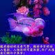 泰国罗汉鱼苗起头金花泰金珍珠红德萨小鸿运罗汉幼苗热带鱼观赏鱼 泰国-精选-幻彩罗汉鱼【送饲料】 10-12CM【饲养指导】
