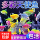 天使观赏鱼好养热带新手小型五颜六色七彩糖果淡水群游不褪色耐活 天使随机颜色15条+5条备损（共20条） 3-4厘米