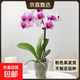中秋节礼物蝴蝶兰盆栽花卉桌面绿植摆件四季好养植物年宵花爆款花 粉色系蝴蝶兰-裸苗（带花苞+半开放）