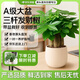 京东绿植三杆发财树盆栽室内办公桌面绿植物招财旺财花卉净化空气源头直发