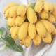 广西小米蕉小香蕉自然熟迷你香蕉苹果蕉小芭蕉新鲜水果特产鸡蕉 泡沫箱打包净重5斤
