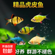 虎皮鱼热带鱼闯缸鱼四间虎皮鱼观赏鱼小型活体耐活群游鱼新手好养 混搭虎皮3-4cm10条