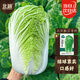 北蔬 北京新三号大白菜种子苗耐寒秋冬庭院田间菜籽 北京新三号种子5g