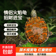 火焰龟活物小乌龟红腹宽纹火焰龟苗深水观赏龟宠物龟招财龟 3-4厘米火焰龟 2只情侣+龟粮