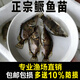 大鳜鱼苗批发淡水养殖食用附近本地桂花斑鳜特大号规格冷水观赏鱼贵桂鱼苗 正宗鳜鱼苗4-5厘米3条【送2条防损】