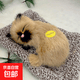 毛绒仿真猫会叫睡猫汽车摆件竹炭垫子猫净化空气家居装饰礼品玩偶 款式16