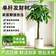 京东绿植发财树客厅大型盆栽真绿植好养办公室开业1.4-1.5m圆形源头直发