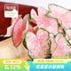 虹越（HONGYUE）高端绿植彩叶芋盆栽 多品可选室内阳台客厅装饰观叶植物 【DH彩叶芋】