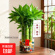 文昌竹4之金榜题名水培绿植室内书桌办公室桌面富贵竹盆栽好养活 荷花竹+小喜圆柱玻璃瓶+鹅卵石+随机卡片