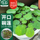 寿禾 碗莲种子水培已开口鱼缸盆栽四季开花植物 碗莲种子30粒