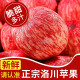 陕西洛川红富士苹果脆甜多汁时令新鲜孕妇水果生鲜苹果整箱 80-85mm带箱10斤（净重8.8斤）