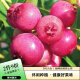 虹越（HONGYUE）2023新品蓝莓果树盆栽苗 家庭休闲种植果苗 粉色柠檬水  小2加仑