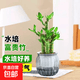荷花竹竹盆栽步步高招财竹办公室桌面绿植四季水培好养植物 荷花竹（灰色南瓜自吸水盆）