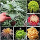 菊花苗花园绿植盆栽花卉园艺牡丹ss 10棵【优惠装】