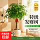 发财树客厅盆栽大招财办公室大型绿植花卉植物好养室内开业高级感 精品单杆发财树【1-1.3米】 【基地原盆】送肥料+养护手册