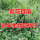 进口紫花苜蓿种子牧草苜蓿草种子南方北方多年生耐寒牛羊兔牧草 精选(净籽) 一斤