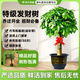 京东绿植发财树大型盆栽真绿植办公室开业送礼独杆招财树德邦发货源头直发