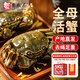 【活蟹】蟹叁钳庄 全母大闸蟹 去绳足重3.0-3.3两 8只鲜活生鲜现货螃蟹礼盒