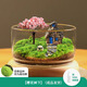 绿荫巷子苔藓微景观生态瓶私人草坪桌面迷你盆栽办公室创意教师节礼物神奇 【成品】樱花树下