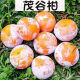 韶安广西茂谷柑石灰柑脏脏柑橘子新鲜水果 净重8斤 花皮 40个左右 茂谷柑
