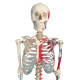 170cm人体骨骼模型医用一比一彩色脊柱全身骨架模型附神经带软肋骨骨骼标本可拆卸骷髅教学模具 180cm肌肉起止点带神经附韧带
