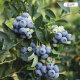 嫣蓝 蓝莓苗蓝莓树苗盆栽地栽蓝莓果树苗南方北方种植 蓝莓苗3年苗1棵