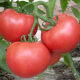 大红番茄种子 红果西红柿大果型产量高 东方正大凯斯蒙特 无限生长型番茄籽露天保护地种植耐储运 凯斯蒙特 20粒