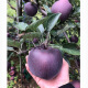 卡布诺云南昭通黑卡嘎啦苹果黑钻紫色浪漫圣诞苹果平安果新鲜稀有水果 5斤中小果70-75mm