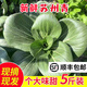 辰实【顺丰】青菜新鲜 苏州青 苏北矮脚蔬菜 菜心油菜苔 5斤 苏州青菜（推荐）